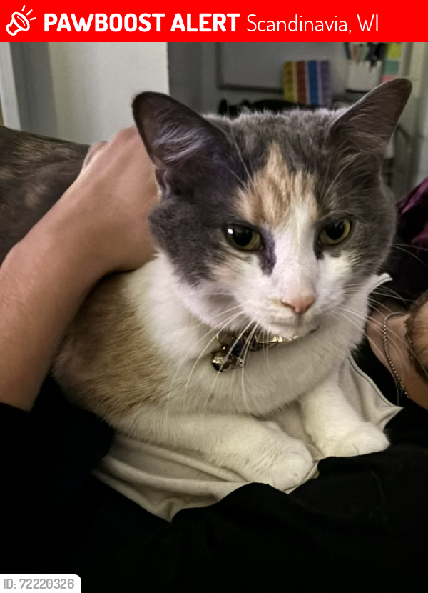 Lost Female Cat last seen Shady Drive and Hwy 49, Scandinavia, WI 54977