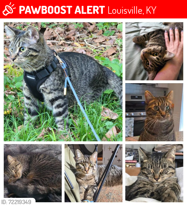 Lost Male Cat last seen Phalcha Coffee on Mary street in Germantown, Louisville, KY 40204
