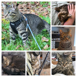 Lost Male Cat last seen Phalcha Coffee on Mary street in Germantown, Louisville, KY 40204