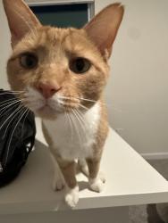 Lost Male Cat last seen Seven Coves and Tega Cay Dr, Tega Cay, SC 29708