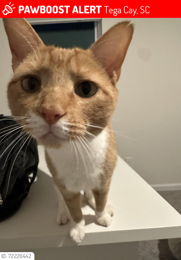 Lost Male Cat last seen Seven Coves and Tega Cay Dr, Tega Cay, SC 29708