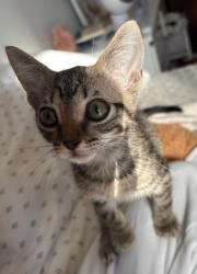 Reunited Male Cat last seen Hubert Humphrey Elementary School, Albuquerque, NM 87111