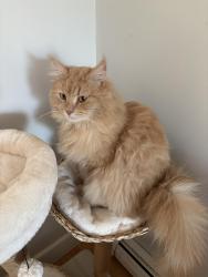 Lost Male Cat last seen Pheasant Way and Spear street, South Burlington, South Burlington, VT 05403