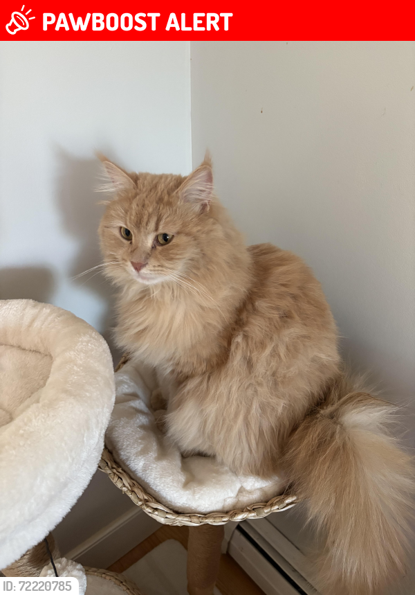 Lost Male Cat last seen Pheasant Way and Spear street, South Burlington, South Burlington, VT 05403