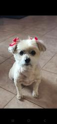 Lost Female Dog last seen Camino Verde and Kay lynn dr, Tucson Estates, AZ 85735