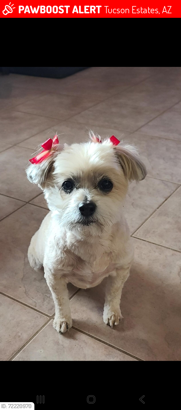 Lost Female Dog last seen Camino Verde and Kay lynn dr, Tucson Estates, AZ 85735
