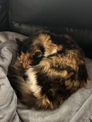 Lost Female Cat last seen Hilton and Rockwood, Springfield, MO 65807