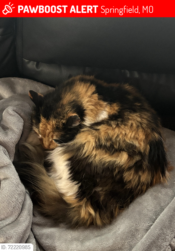 Lost Female Cat last seen Hilton and Rockwood, Springfield, MO 65807