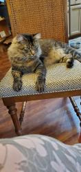 Lost Male Cat last seen CR 3715, Athens, TX 75752