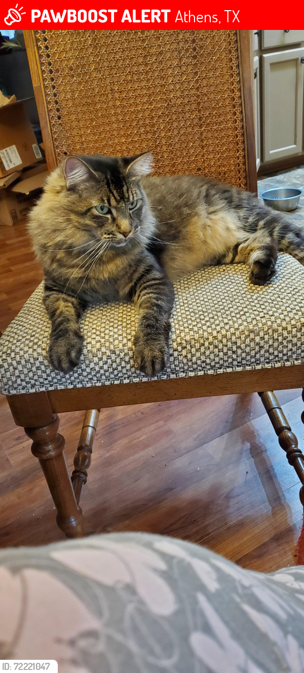 Lost Male Cat last seen CR 3715, Athens, TX 75752