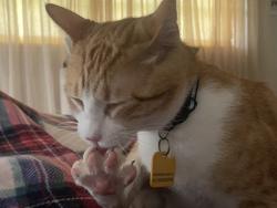 Lost Male Cat last seen Sharp , Mandeville, LA 70471