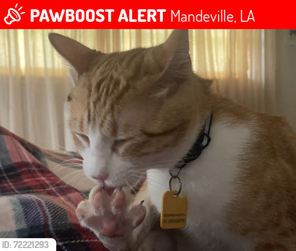 Lost Male Cat last seen Sharp , Mandeville, LA 70471