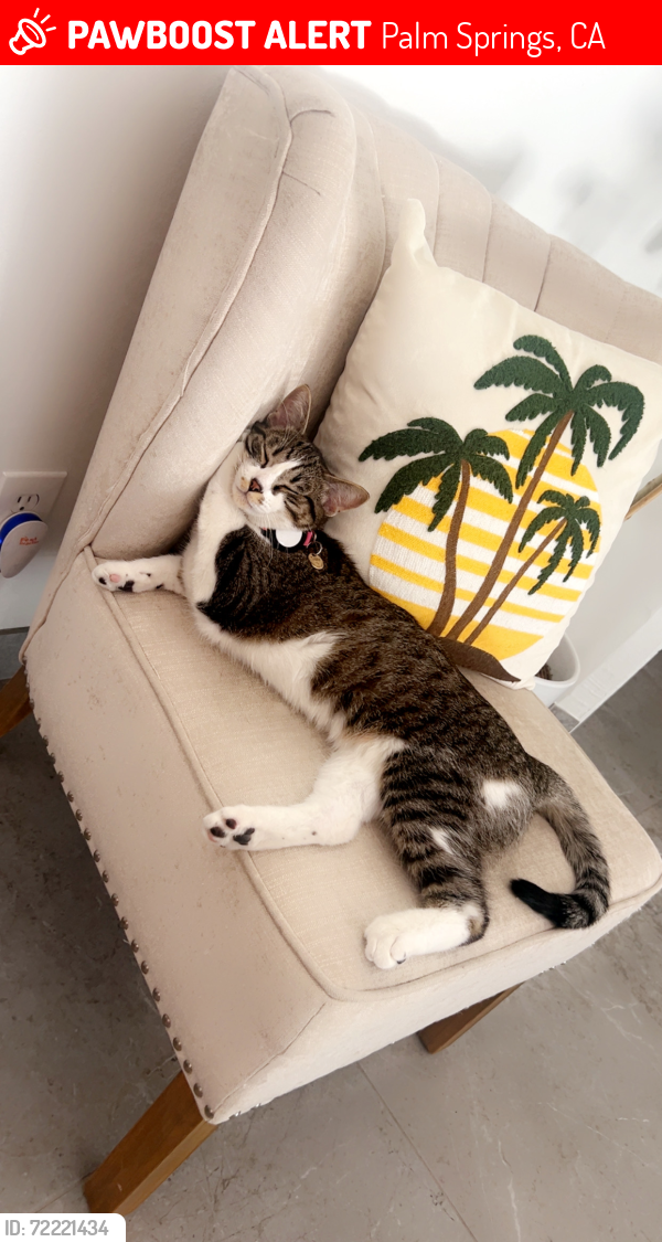 Lost Female Cat last seen Palm canyon and via escuela, Palm Springs, CA 92262