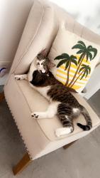 Lost Female Cat last seen Palm canyon and via escuela, Palm Springs, CA 92262