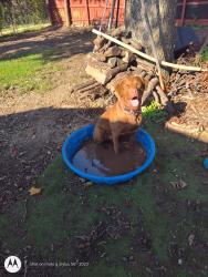 Lost Male Dog last seen Wheatland and Camp Wisdom, Dallas, TX 75241