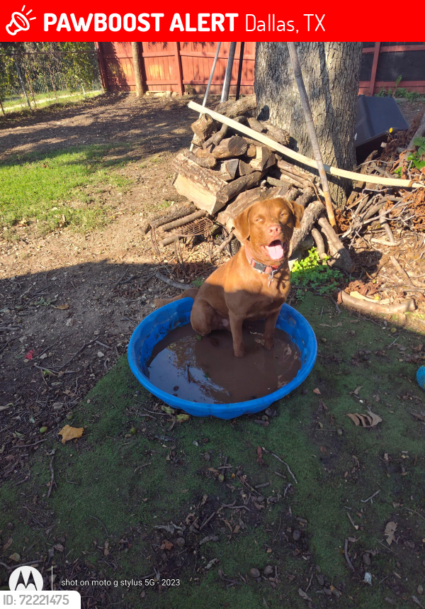 Lost Male Dog last seen Wheatland and Camp Wisdom, Dallas, TX 75241