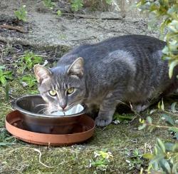 Found/Stray Unknown Cat last seen Across from CVS in parking lot of new fire station , Charleston, SC 29414