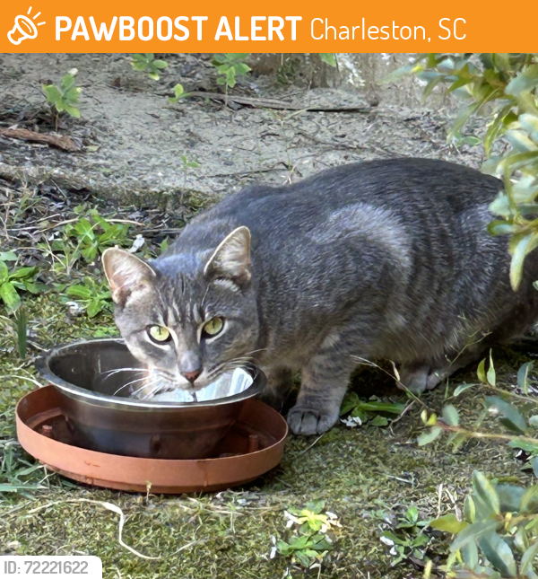 Found/Stray Unknown Cat last seen Across from CVS in parking lot of new fire station , Charleston, SC 29414