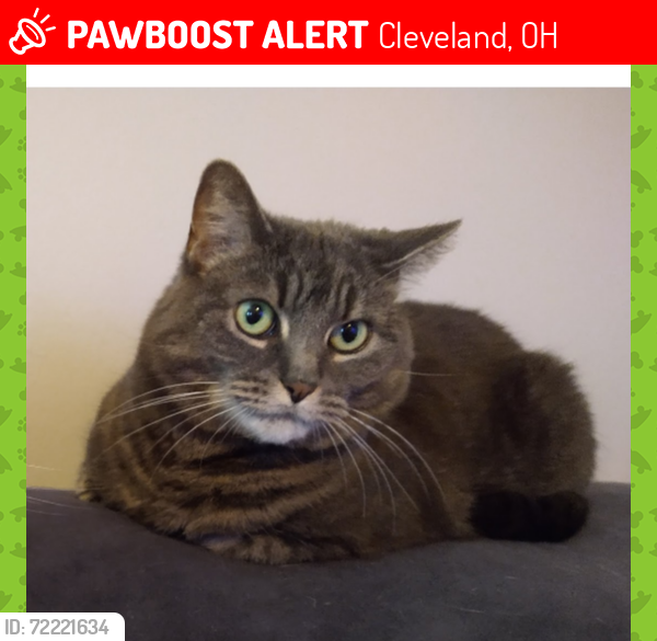 Lost Female Cat last seen Near broadview ct Cleveland Ohio 44109, Cleveland, OH 44109