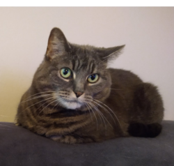 Lost Female Cat last seen Near broadview ct Cleveland Ohio 44109, Cleveland, OH 44109