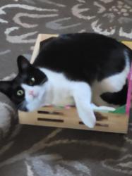 Lost Female Cat last seen Pine rd, Huntingdon Valley, PA 19006