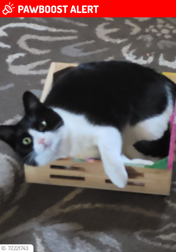Lost Female Cat last seen Pine rd, Huntingdon Valley, PA 19006