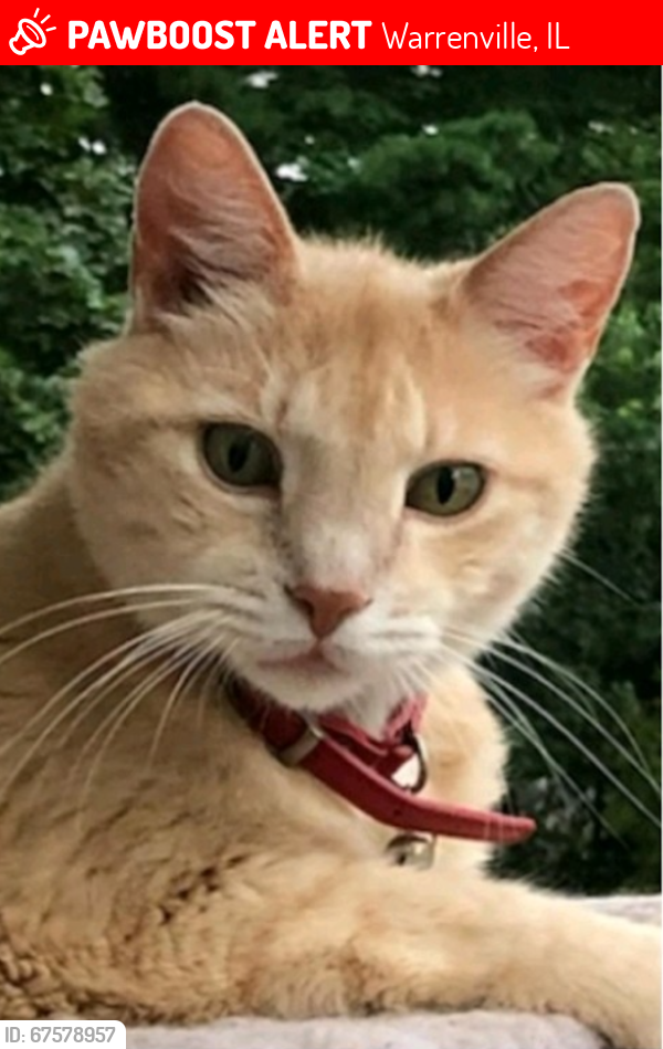 Lost Male Cat last seen Townline and Curtis, Warrenville, IL 60555