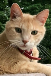 Lost Male Cat last seen Townline and Curtis, Warrenville, IL 60555