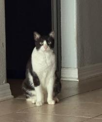 Lost Male Cat last seen Desoto , Satellite Beach, FL 32937