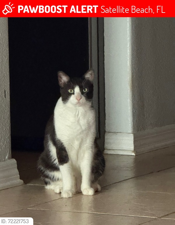 Lost Male Cat last seen Desoto , Satellite Beach, FL 32937