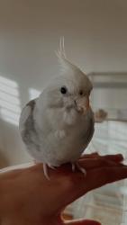 Lost Male Bird last seen Placentia Ave, Placentia, CA 92870