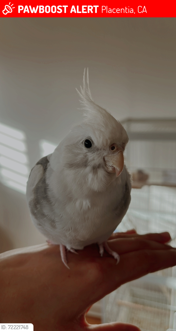Lost Male Bird last seen Placentia Ave, Placentia, CA 92870
