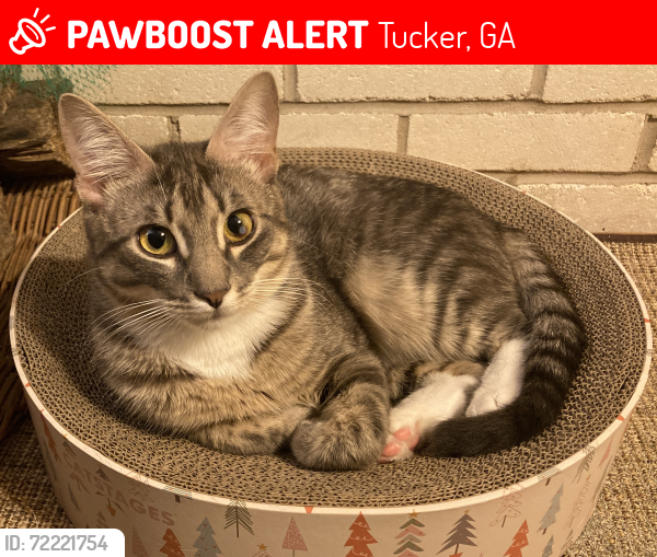 Lost Male Cat last seen Summit Hills Dr & Summit Hills Way (off L'ville Hwy), Tucker, GA 30084