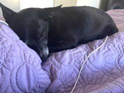Lost Male Dog last seen Airline Dr. And Hill Rd., Houston, TX 77037