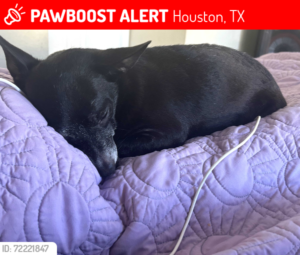 Lost Male Dog last seen Airline Dr. And Hill Rd., Houston, TX 77037
