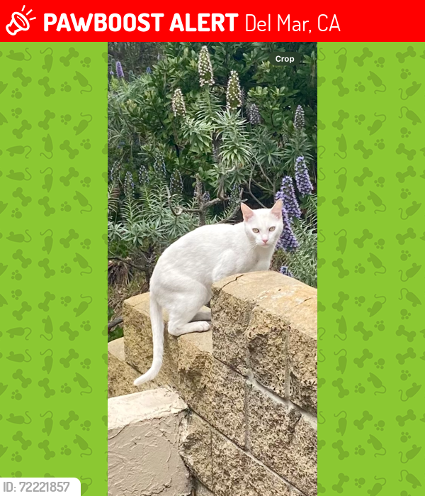 Lost Male Cat last seen Sea Point, Del Mar. Caminito Del Barco - Del Mar Scenic Parkway, Del Mar, CA 92014