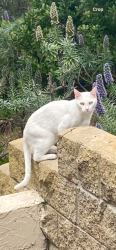 Lost Male Cat last seen Sea Point, Del Mar. Caminito Del Barco - Del Mar Scenic Parkway, Del Mar, CA 92014