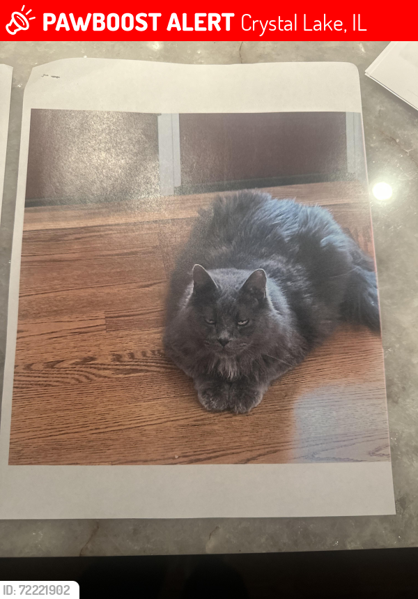 Lost Male Cat last seen Golf rd and Country club road, Crystal Lake, IL 60014