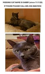 Lost Male Cat last seen Scenic Hills Community (Sierra Hwy & Rainbow Glen), Santa Clarita, CA 91321