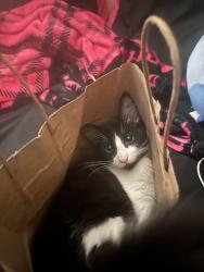 Lost Male Cat last seen washington and midway , Escondido, CA 92027