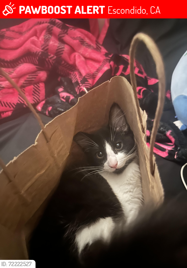 Lost Male Cat last seen washington and midway , Escondido, CA 92027