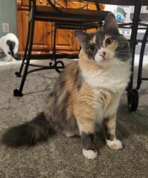 Lost Female Cat last seen Waring Road, Dalton, GA 30719