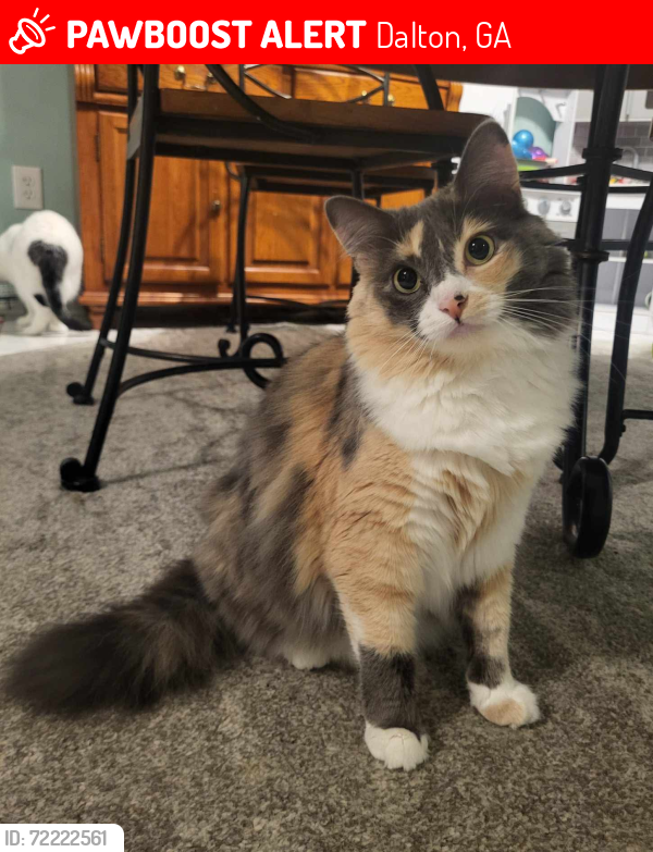 Lost Female Cat last seen Waring Road, Dalton, GA 30719