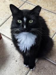 Lost Male Cat last seen Elliot and Dobson, Chandler, AZ 85224