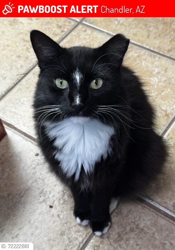 Lost Male Cat last seen Elliot and Dobson, Chandler, AZ 85224