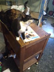 Lost Male Cat last seen Near blocks from M39 and  I75, Lincoln Park, MI 48146