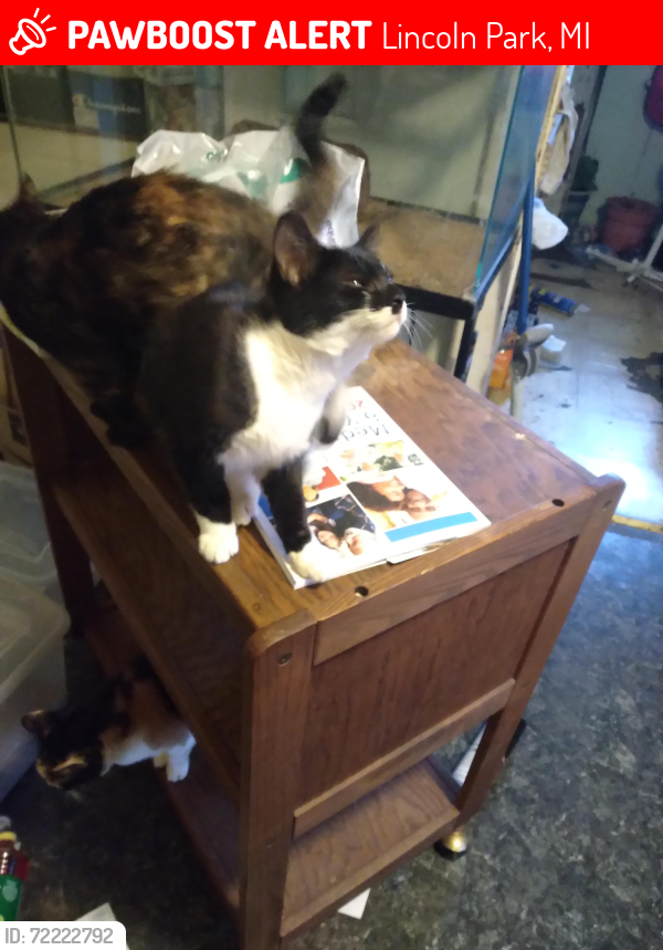 Lost Male Cat last seen Near blocks from M39 and  I75, Lincoln Park, MI 48146
