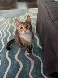 Lost Female Cat last seen Charles Dr, Manning, SC 29102