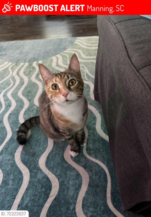 Lost Female Cat last seen Charles Dr, Manning, SC 29102