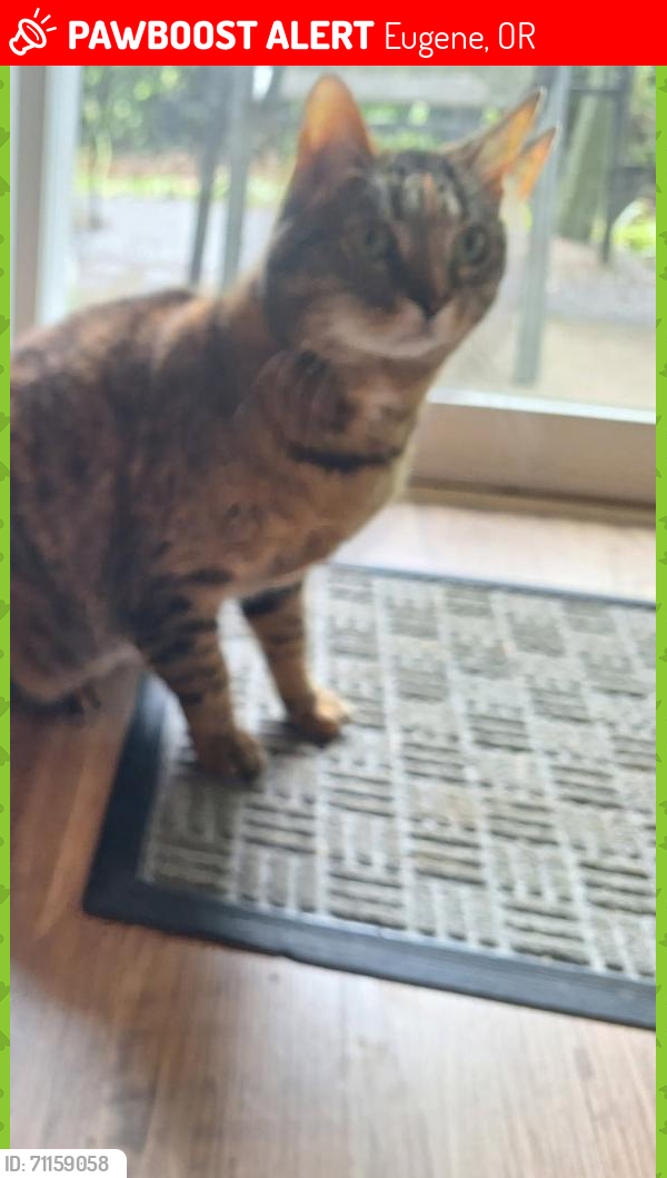 Lost Female Cat last seen Near W. 18th (Redwood Park Apts, near unit 166), Eugene, OR 97402